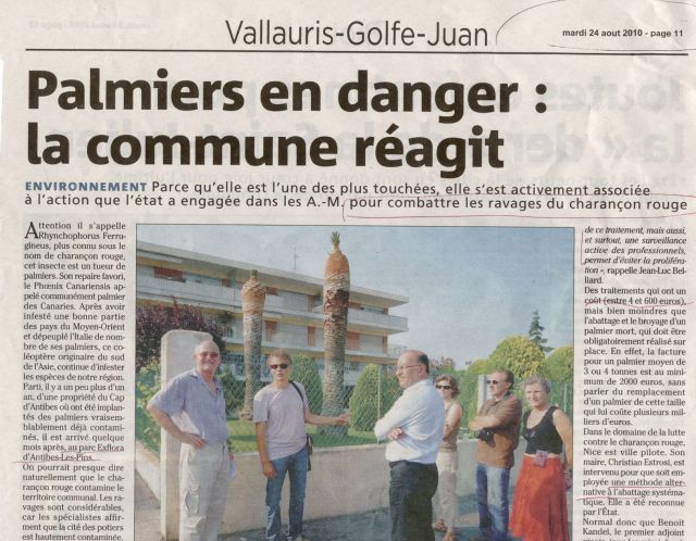Nice Matin palmiers en danger Vallauris Golfe Juan aout 2010 page 1.jpg